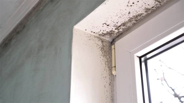 Best Industrial Mold Remediation in Moodys, OK