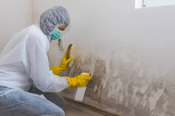 Best Kitchen Mold Remediation in Moodys, OK