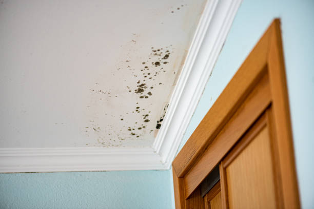 Best Bathroom Mold Remediation in Moodys, OK