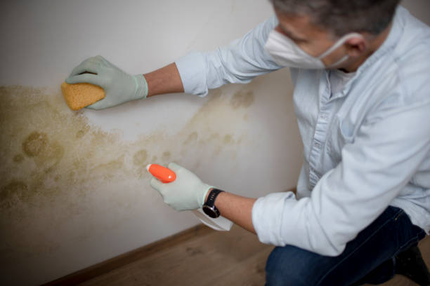 Best Residential Mold Remediation in Moodys, OK