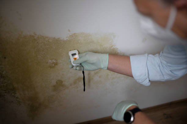 Best Attic Mold Remediation in Moodys, OK