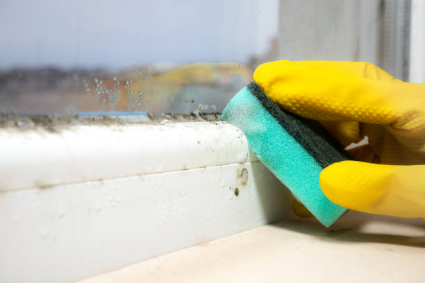 Trusted Moodys, OK Mold Remediation Experts