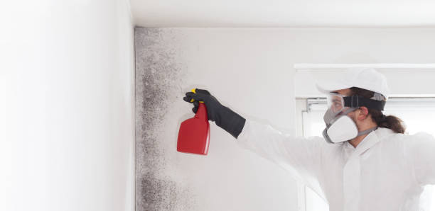Best Kitchen Mold Remediation in Moodys, OK