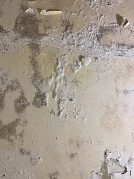 Best Residential Mold Remediation in Moodys, OK