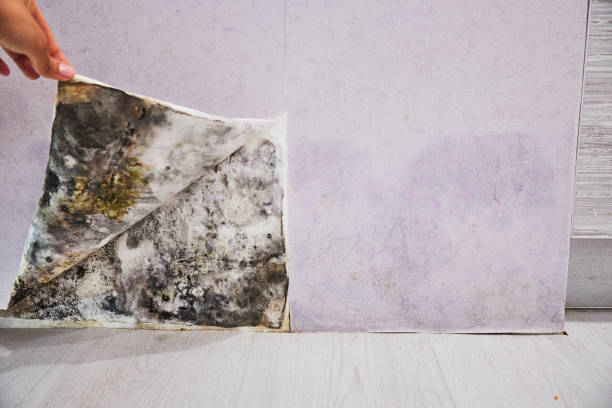 Best Basement Mold Remediation in Moodys, OK